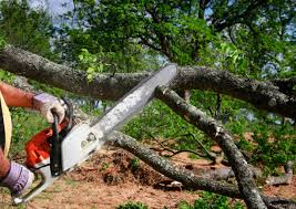 Best Tree Maintenance Programs  in Weissport East, PA